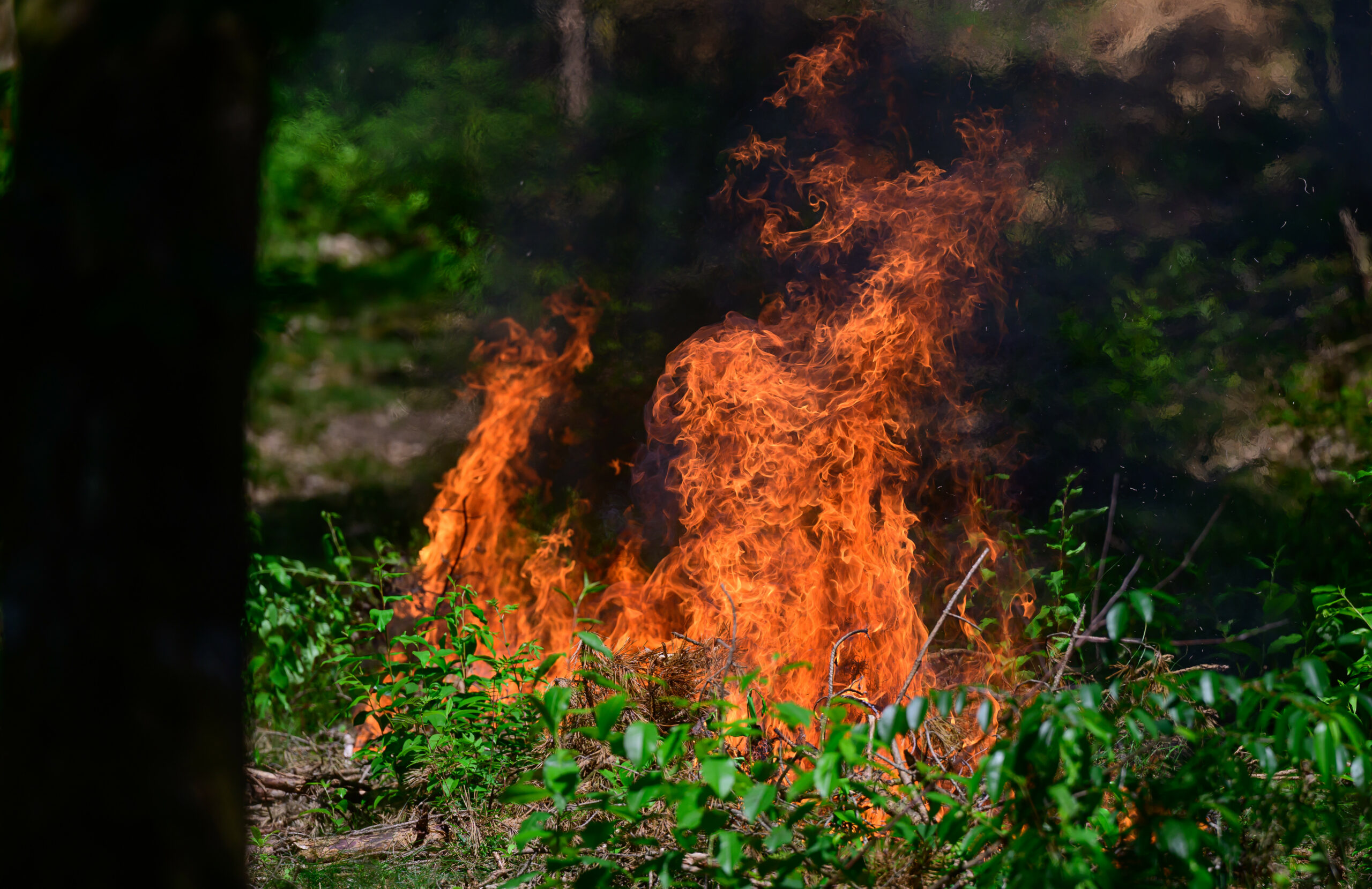 Unterholz brennt während einer Waldbrandübung.