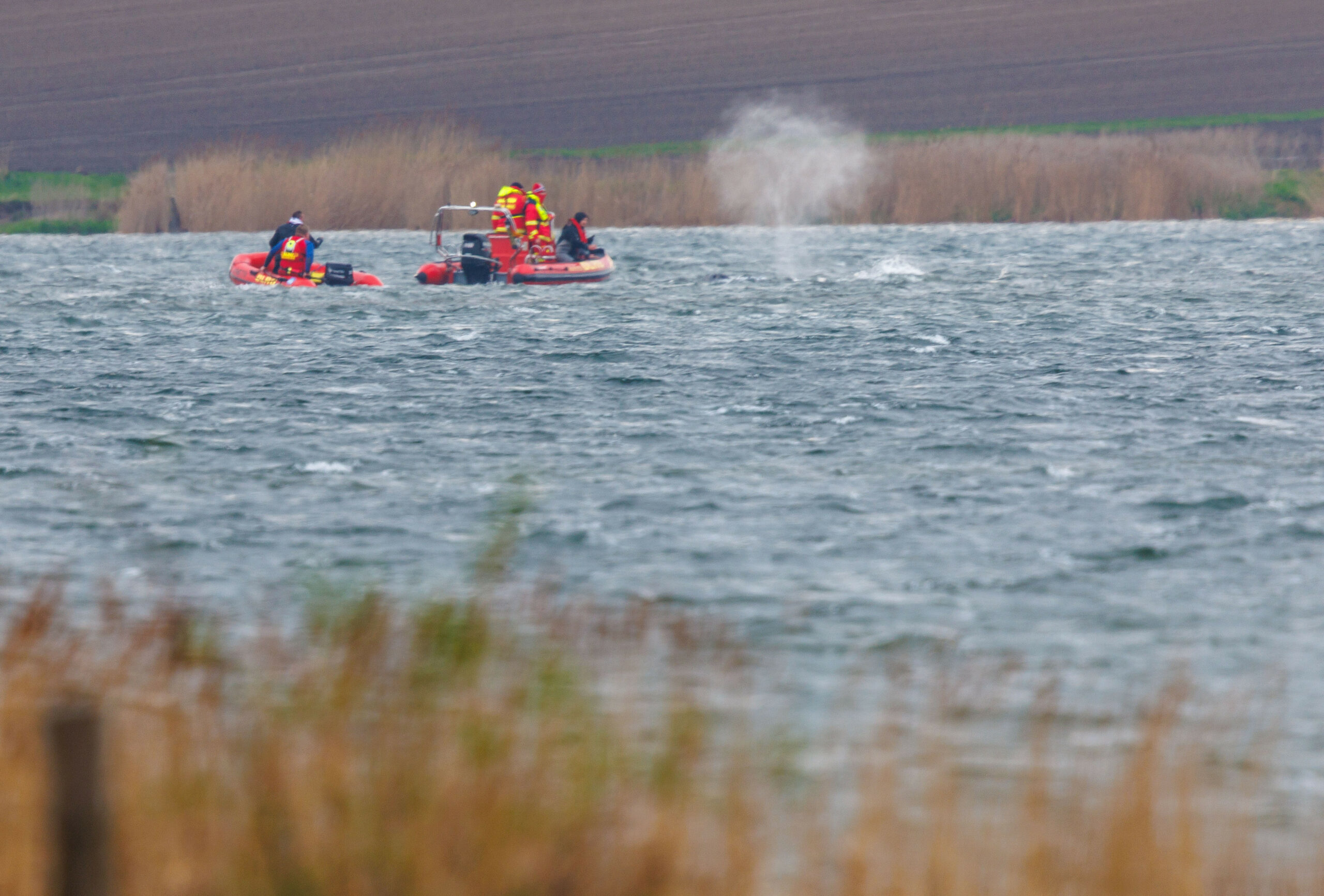 Buckelwal Wismar Poel DLRG Wasser