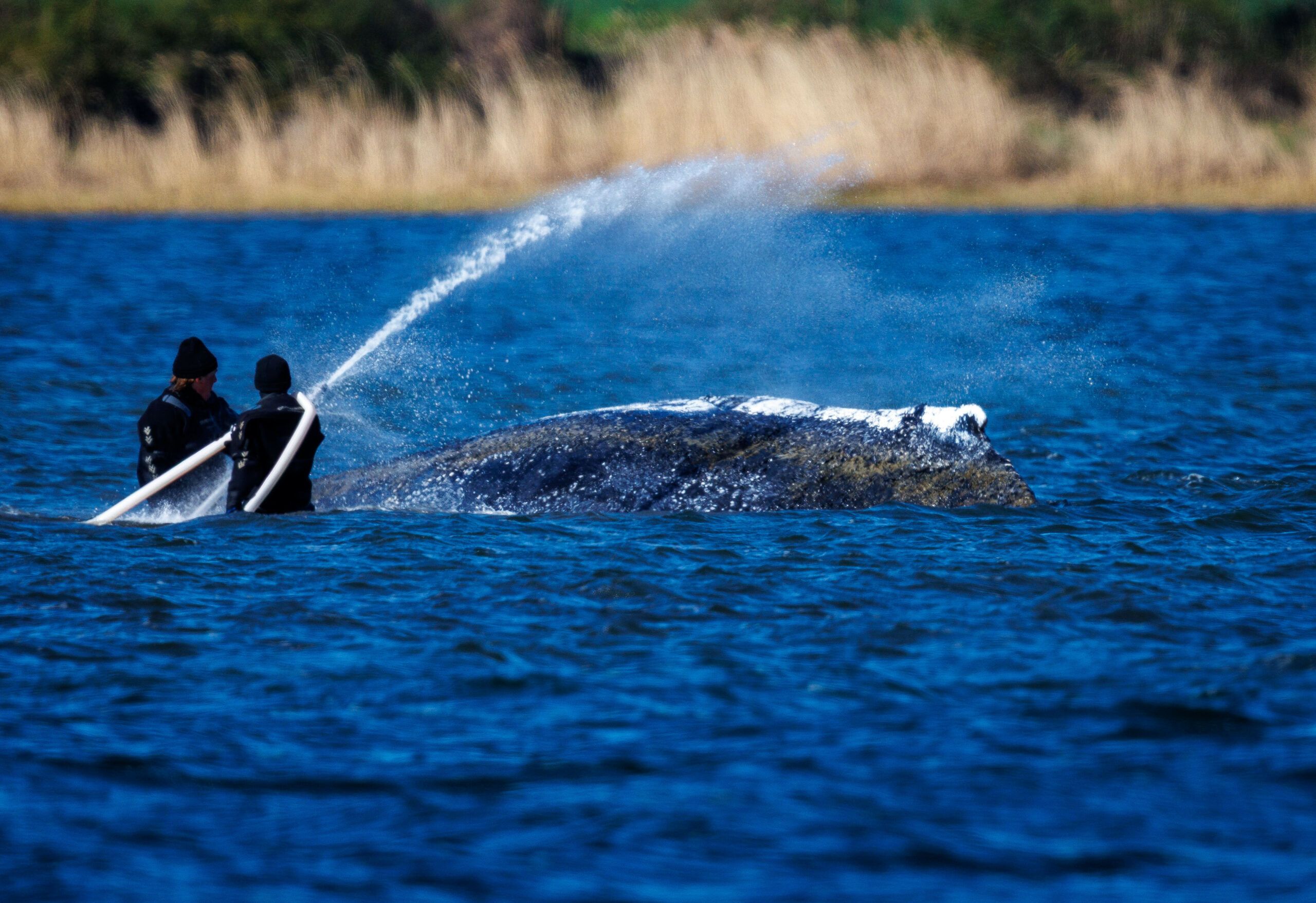 Helfer sind direkt am Wal vor der Insel Poel im Einsatz und bespritzen das Tier mit Wasser.