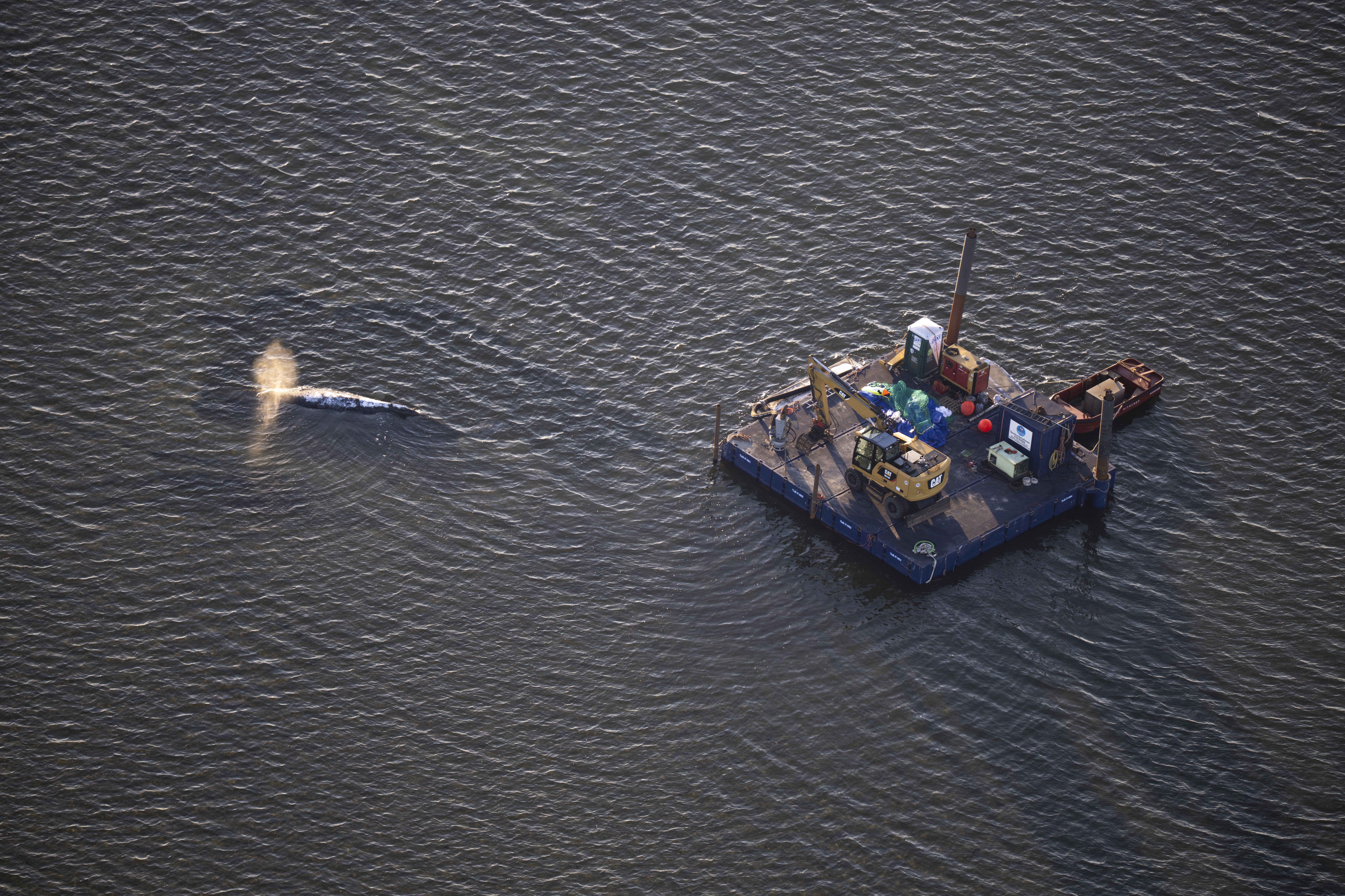 Der in der Ostsee gestrandete Wal „Timmy” zieht viel Aufmerksamkeit auf sich und entfachte eine hitzige Debatte.