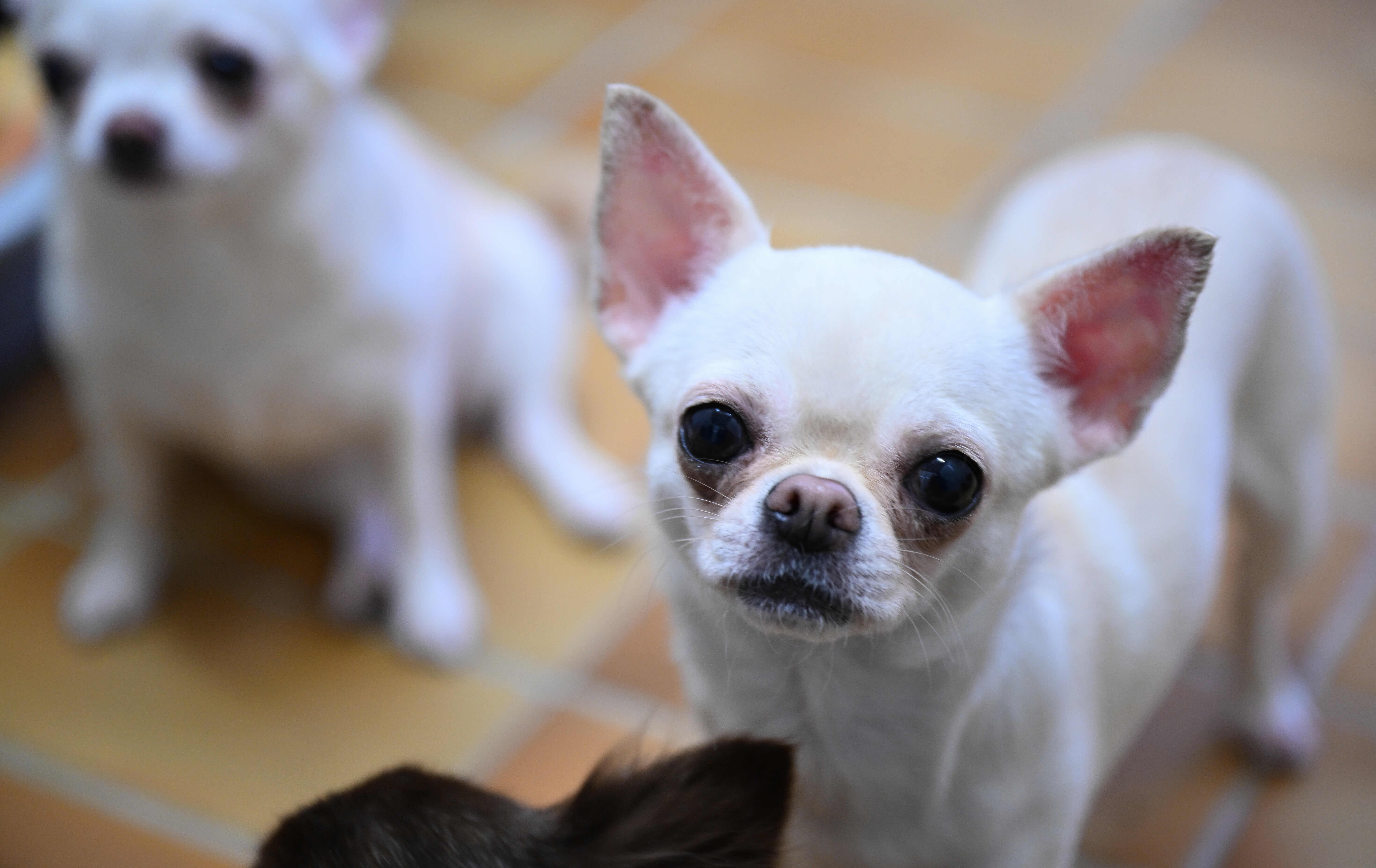 Chihuahuas (Symbolbild).