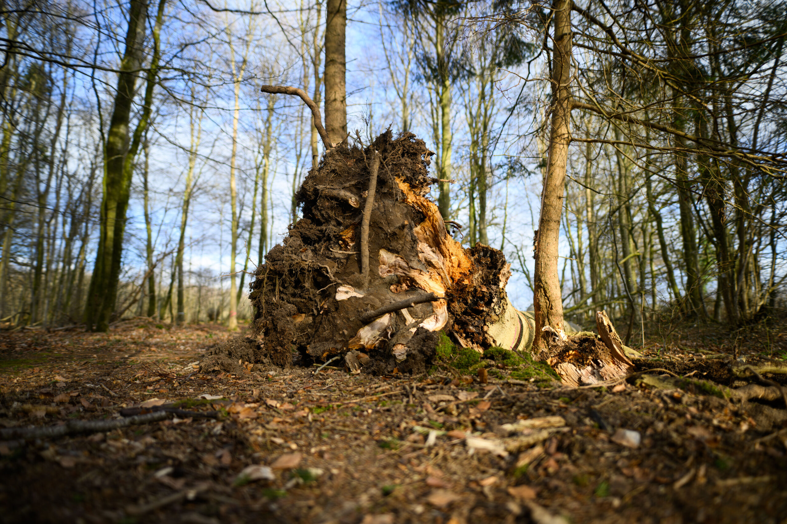 Ein etwa 30 Meter hoher Baum war in der Gemeinde Mittelangeln bei starken Windböen auf eine Gruppe gestürzt, drei Menschen starben.