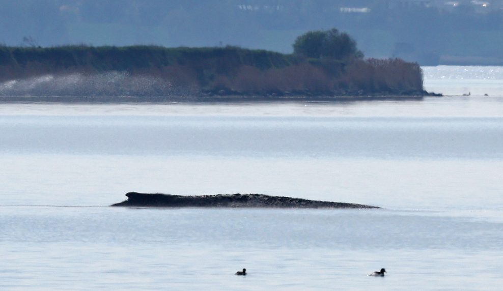 Der gestrandete Buckelwal liegt am Mittwoch in einer Bucht der Ostseeinsel Poel.