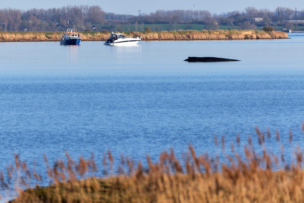 Ein Boot der Wasserschutzpolizei ist an der Sperrzone rund um den Wal, der vor der Insel Poel festsitzt, im Einsatz.