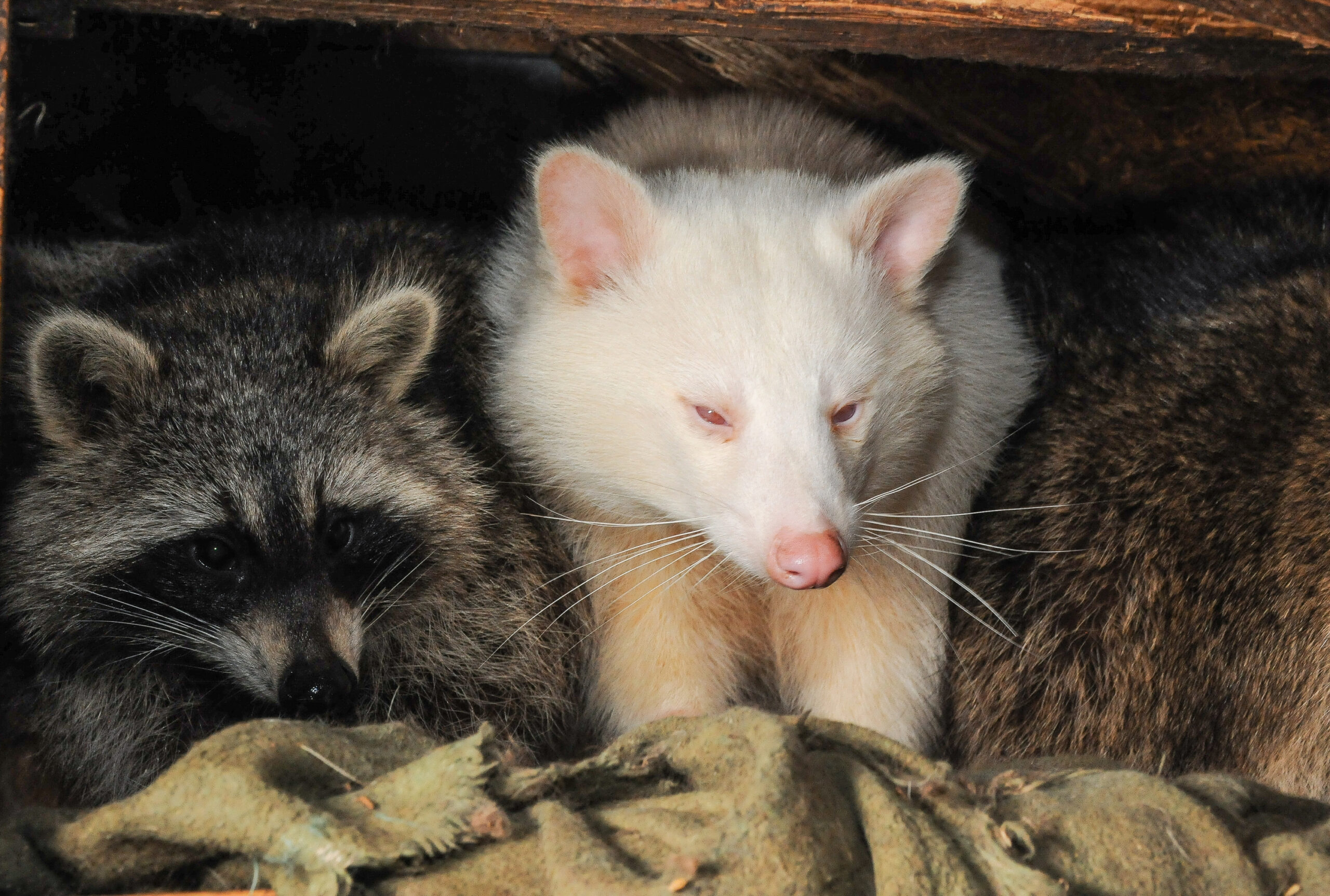 Weißer Waschbär
