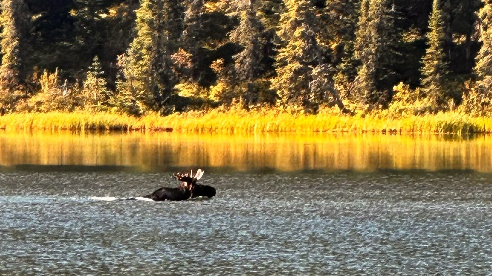 Schwimmender Besucher: Der Elch kommt in der Wildnis von British Columbia öfter mal vorbei.
