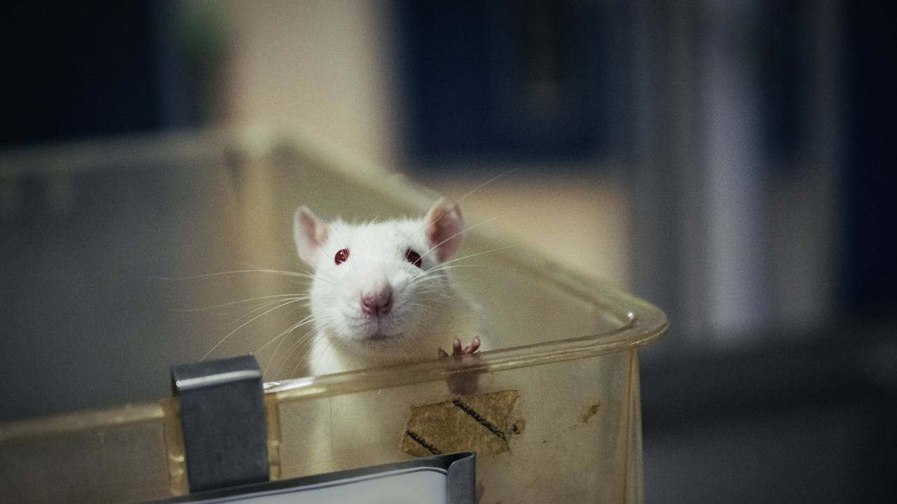 Eine Maus in einer Plastikbox.