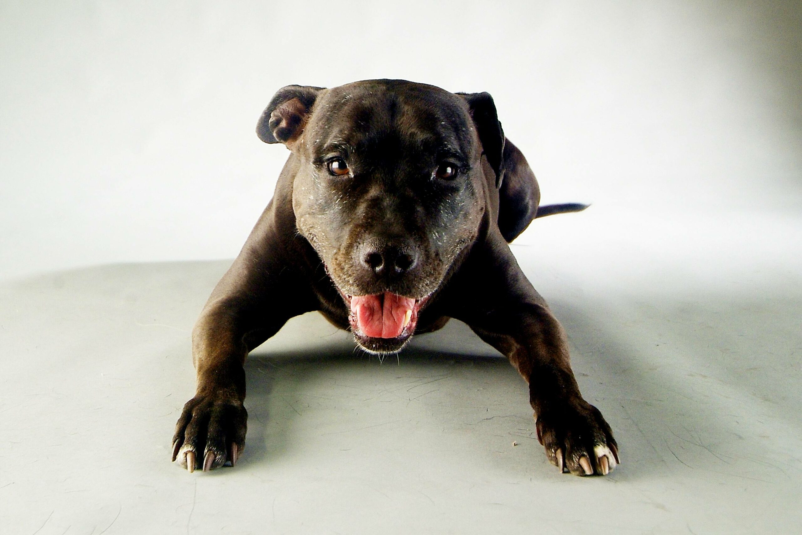 Ein American Staffordshire Terrier Mischlingshund