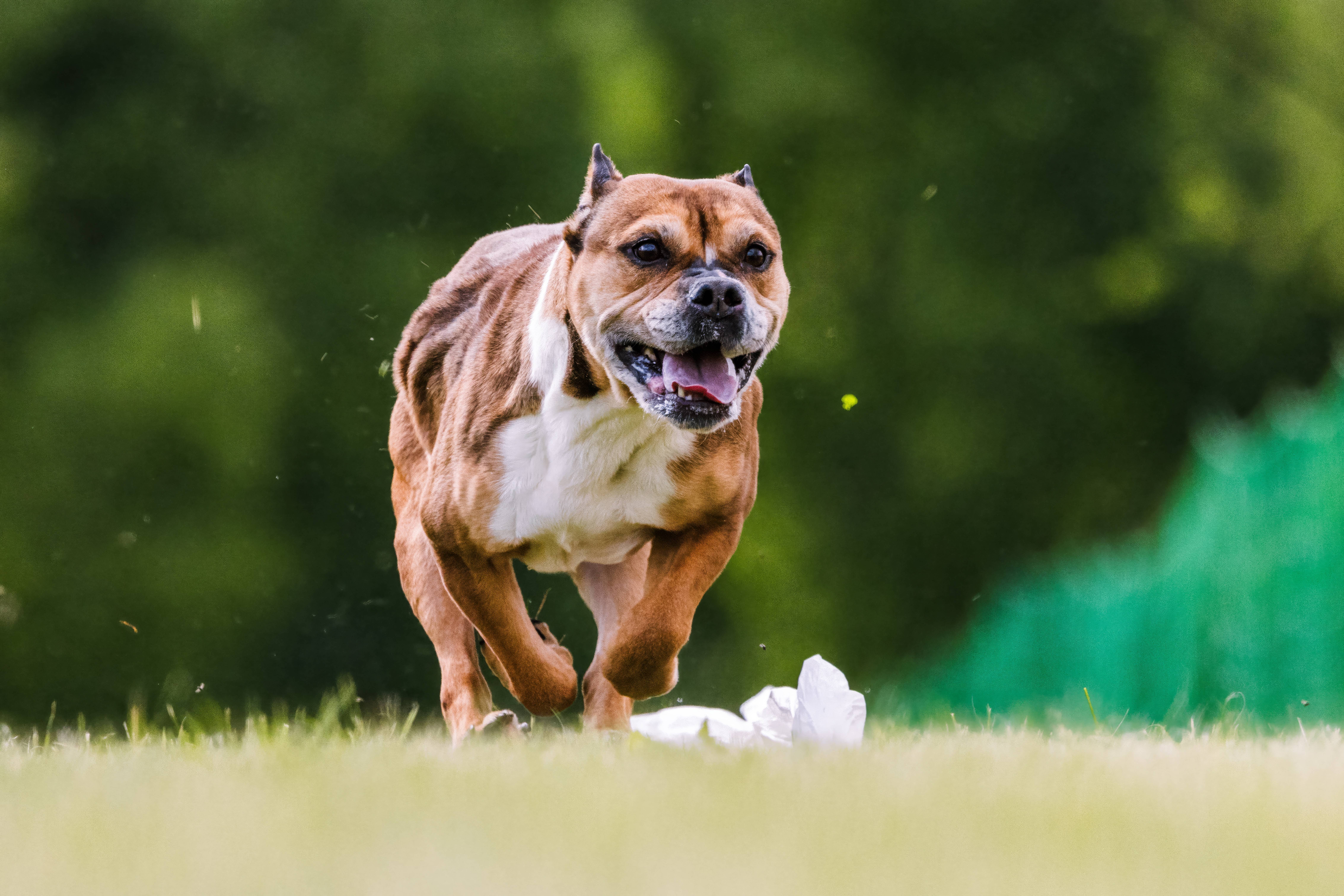 Ein American Staffordshire Terrier. Ein Mischlingsrüde dieser Listenhundrasse hat ein kleines Mädchen schwerst verletzt.