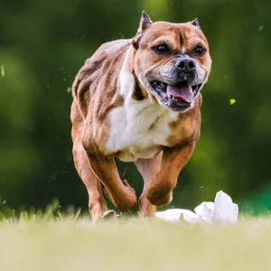 Ein American Staffordshire Terrier. Ein Mischlingsrüde dieser Listenhundrasse hat ein kleines Mädchen schwerst verletzt.