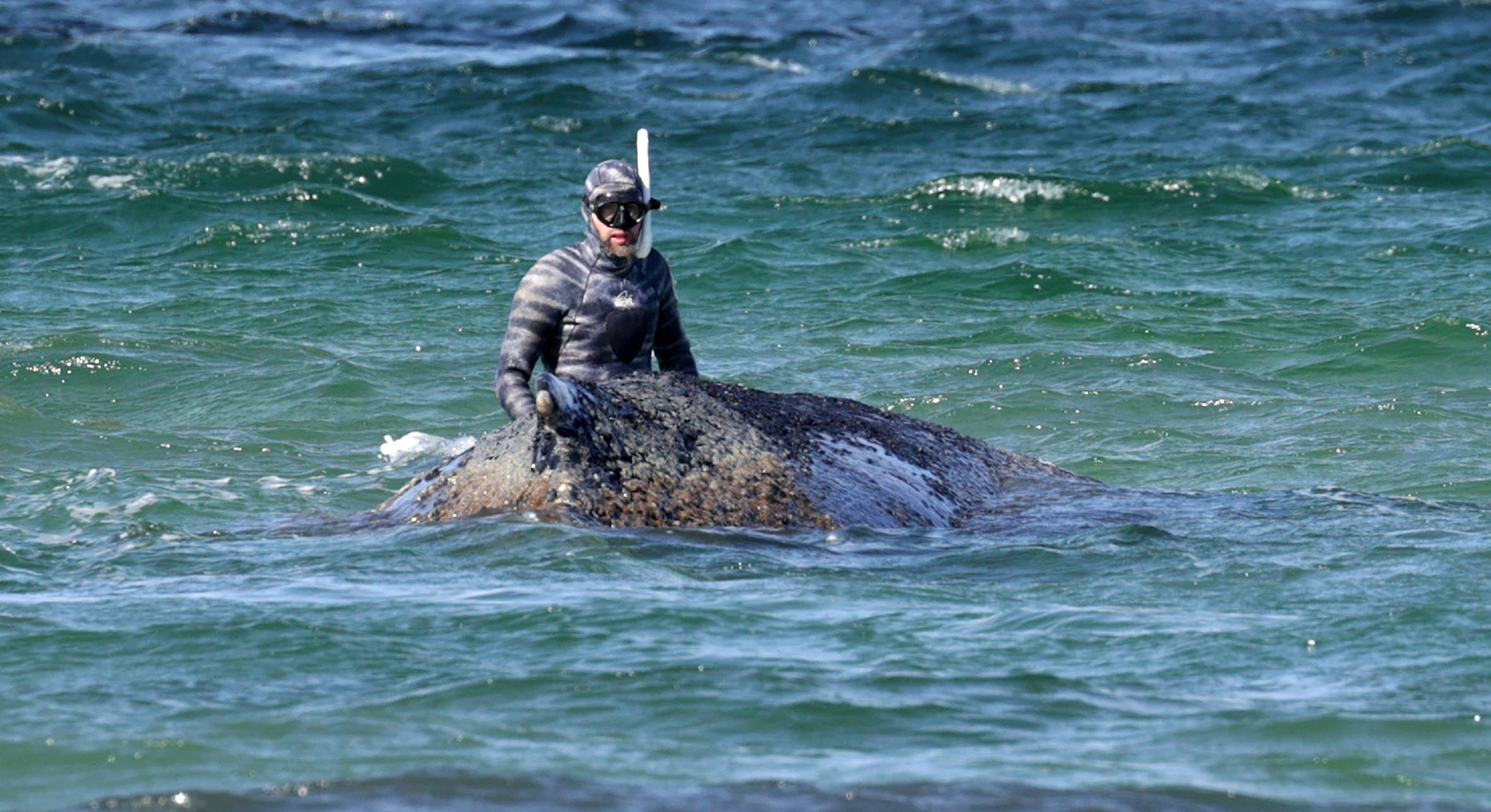 Der in der Ostsee gestrandete Wal „Timmy” zieht viel Aufmerksamkeit auf sich und entfachte eine hitzige Debatte.