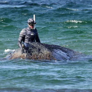Der in der Ostsee gestrandete Wal „Timmy” zieht viel Aufmerksamkeit auf sich und entfachte eine hitzige Debatte.