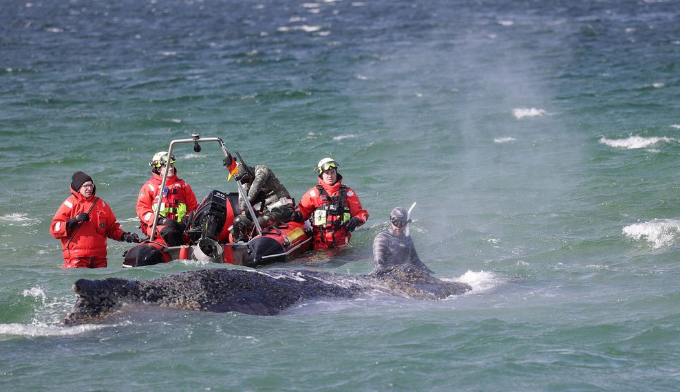 Ein Rettungsteam versuchte tagelang, den Wal zu befreien.