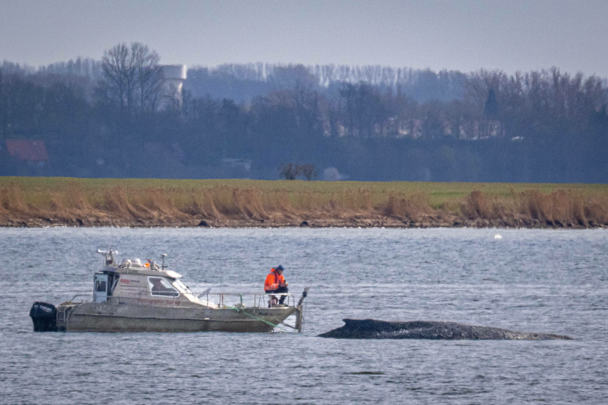 Ein Wal in der Ostsee.