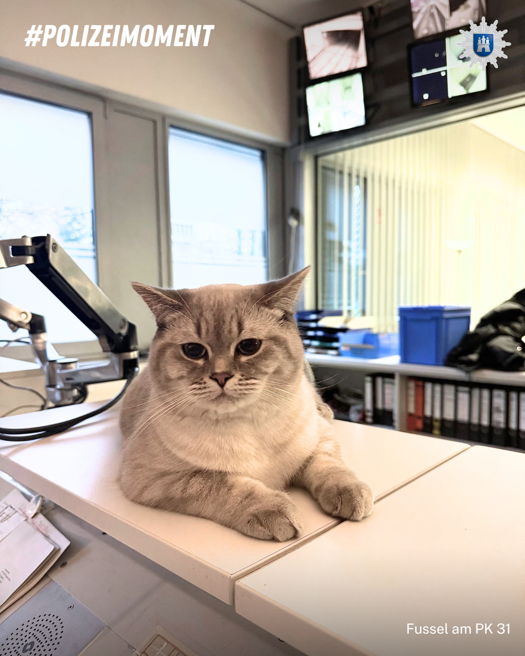 Katze Fussel im Kommissariat