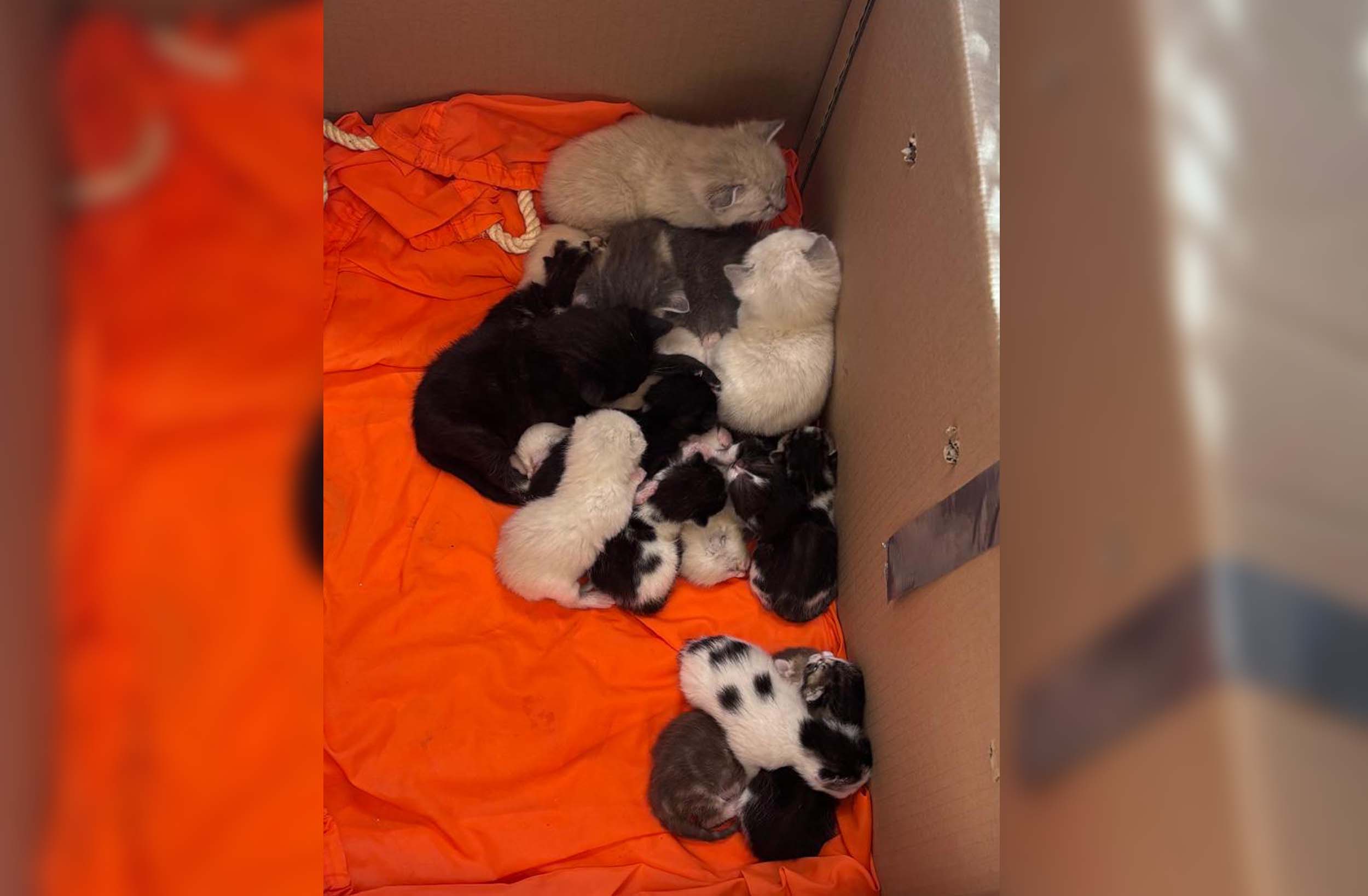 In dem Karton in Bremen befanden sich drei ausgewachsene Tiere sowie 20 neugeborene Katzenbabys.