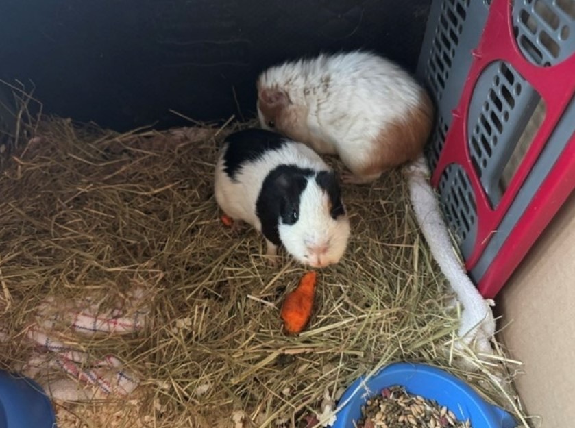 Meerschweinchen Polizei