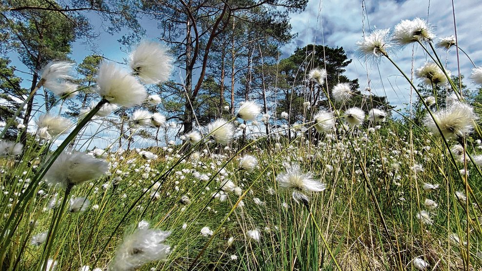 Wenn von April bis Ende Mai das Wollgras blüht, ist der Nordpfad „Dör't Moor“ um eine Attraktion reicher.