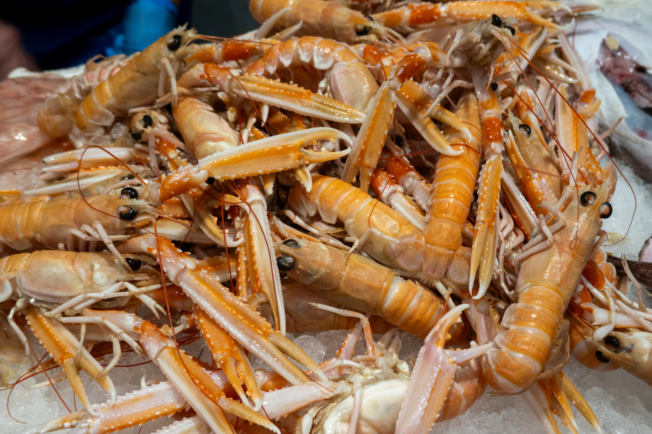 Typisch für Scampi: die blassrote Farbe und die langen Scheren.