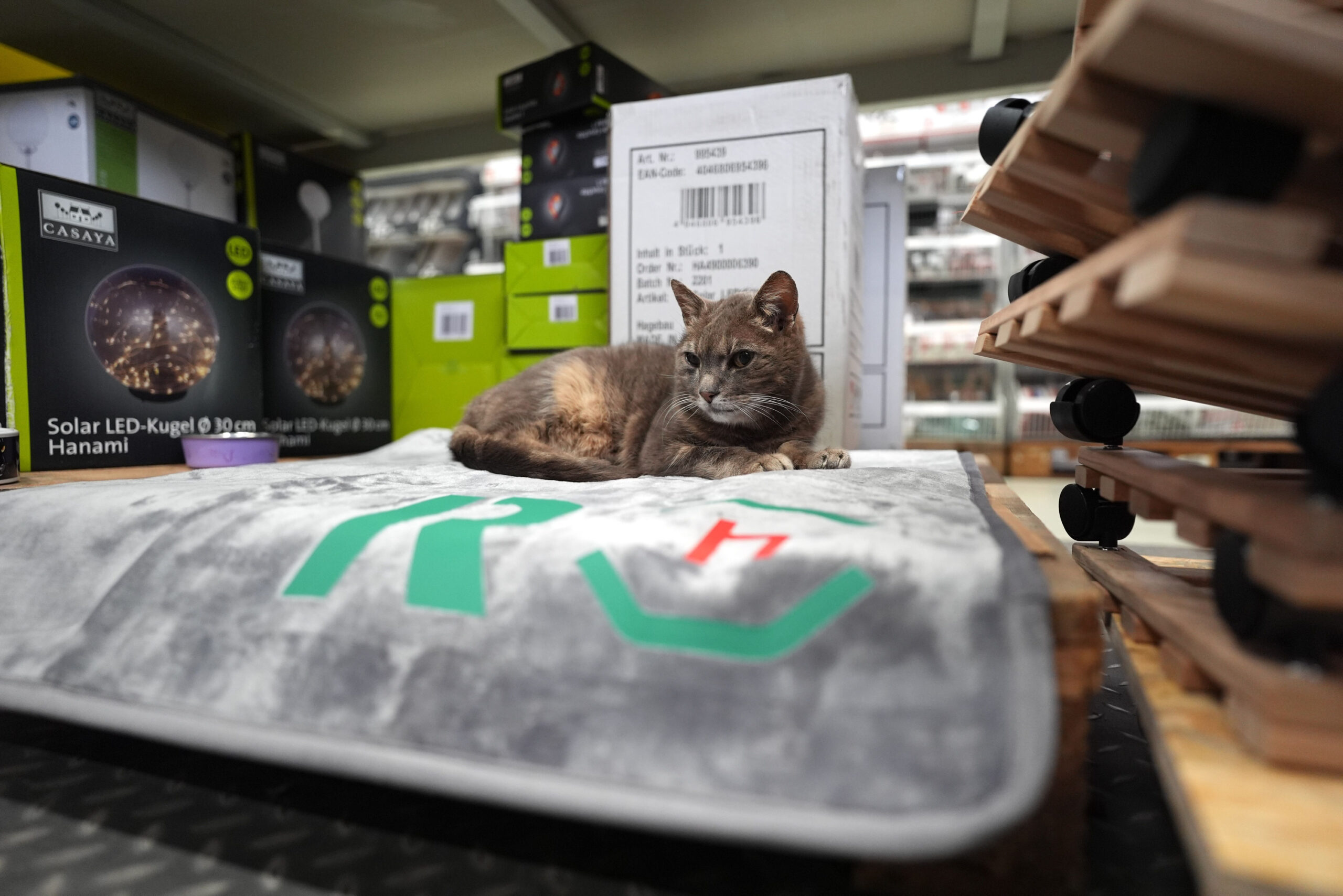 Katze Lotti hat in einem Plöner Baumarkt ihr Zuhause gefunden.