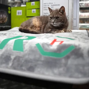 Katze Lotti hat in einem Plöner Baumarkt ihr Zuhause gefunden.