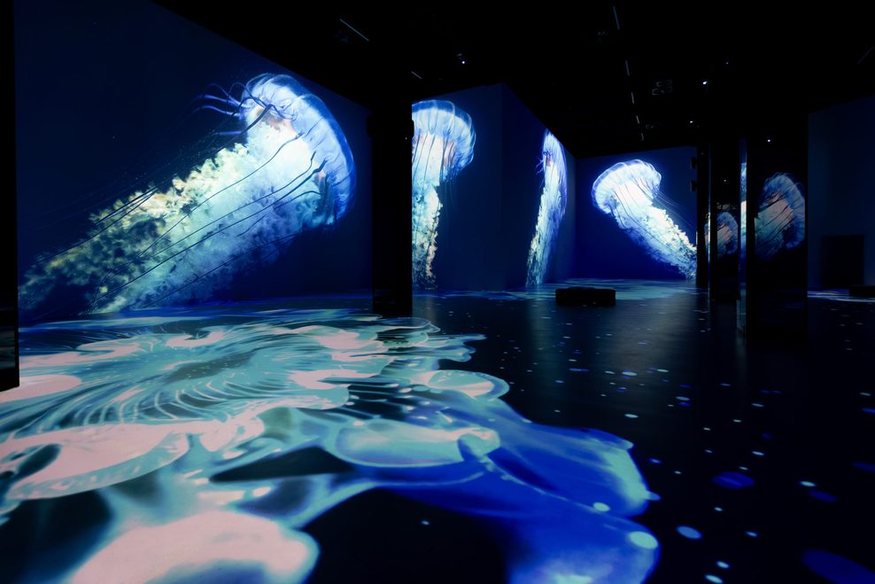 Quallen werden an die Wände eines Ausstellungsraums projiziert.