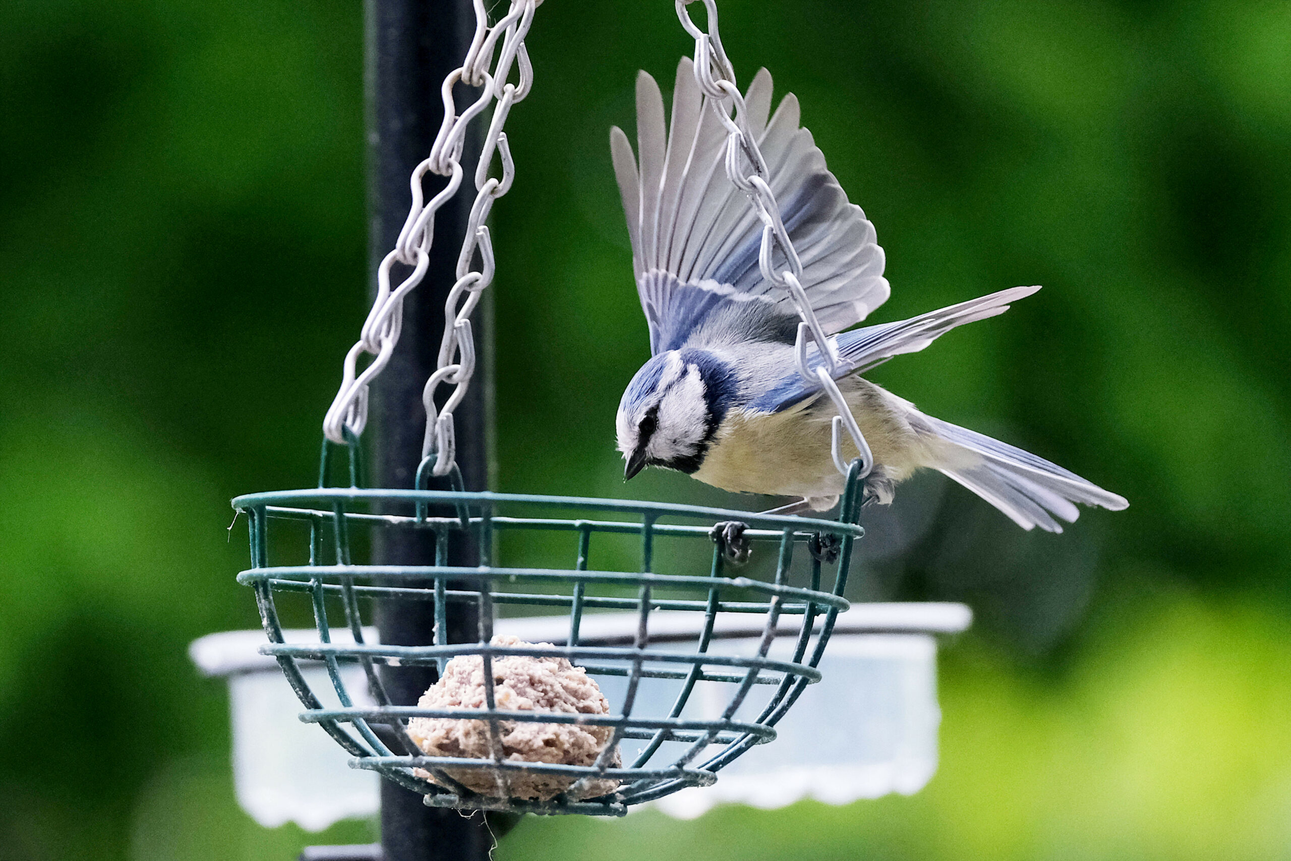 Eine Blaumeise fliegt zu einem Futterknödel.