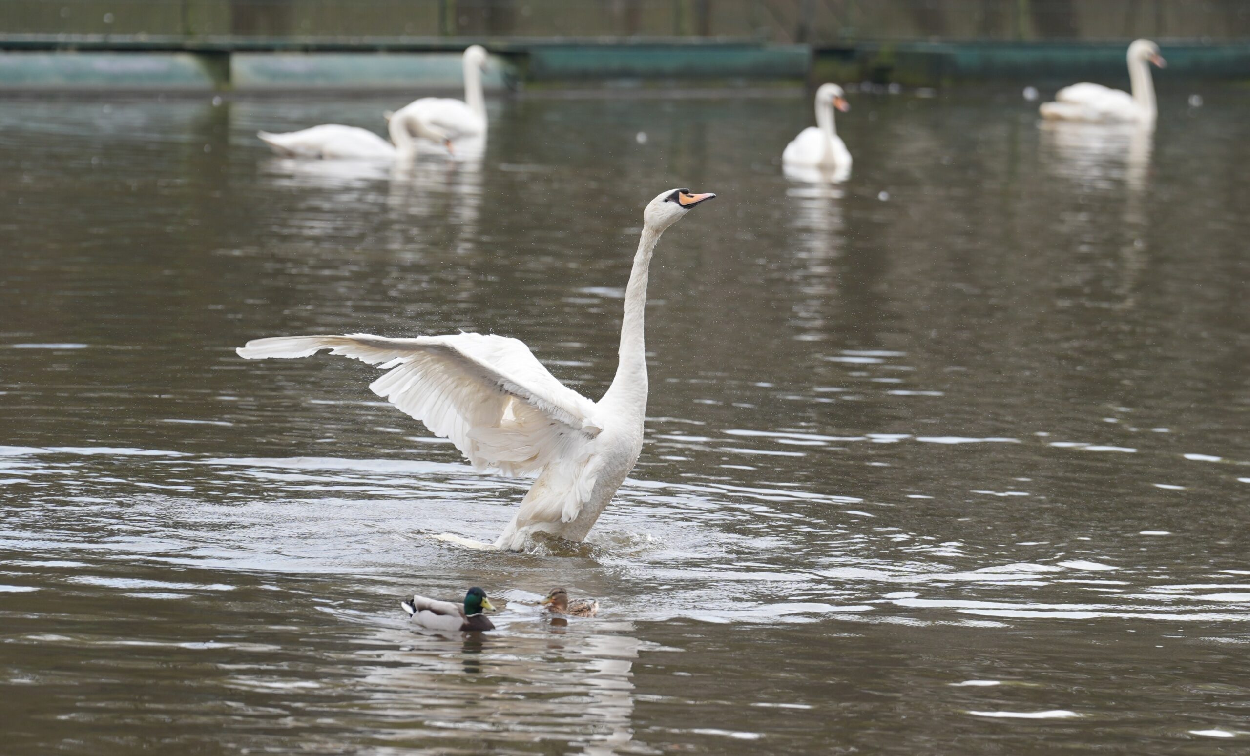 Schwan auf der Alster