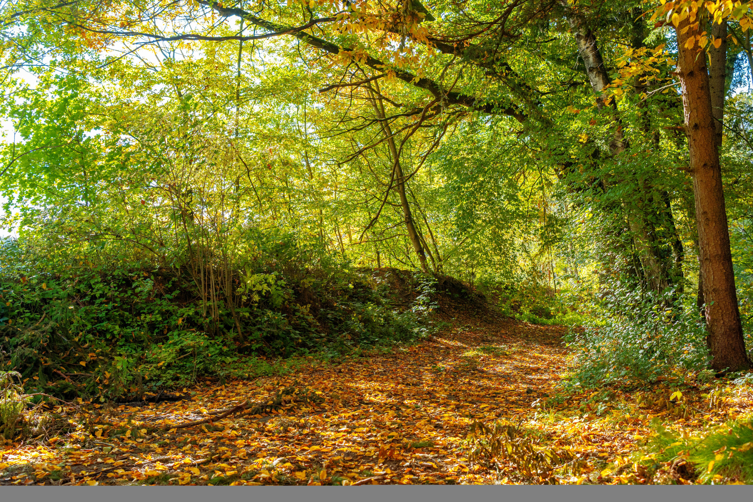 Waldweg