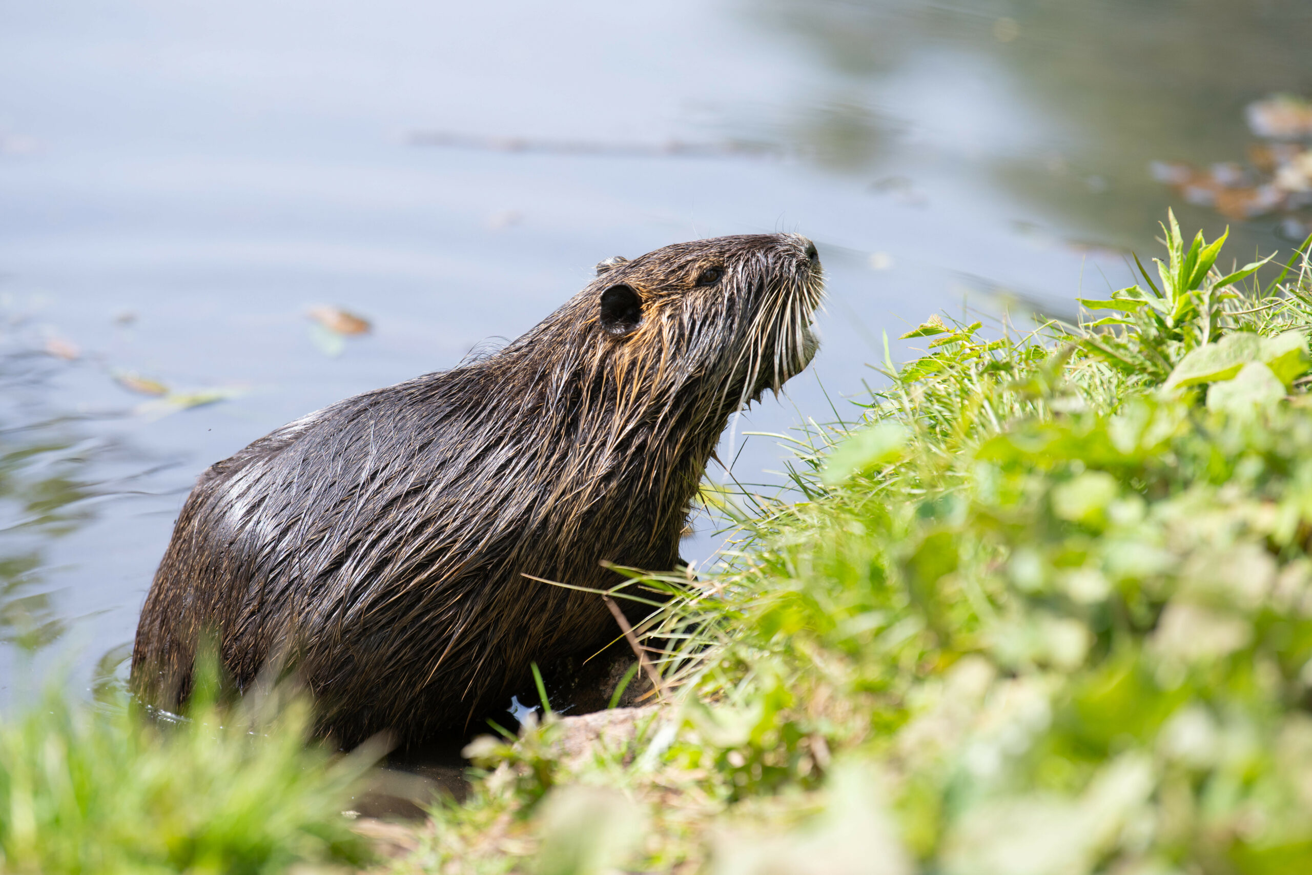 Nutria-Flussratte auf Wiese