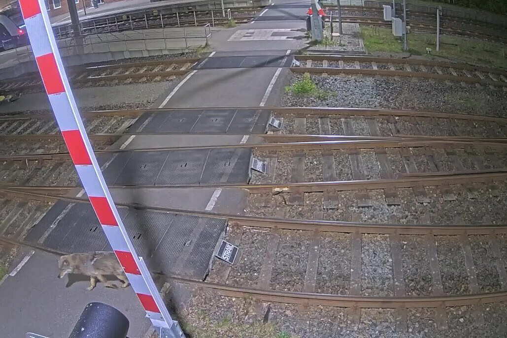 Wolf auf Bahngelände in Bremervörde