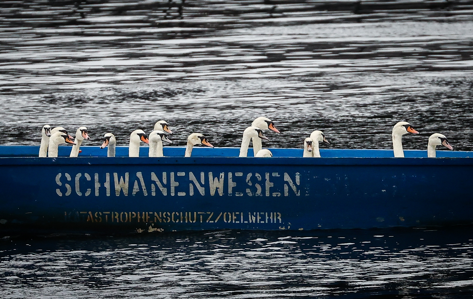 Schwäne sitzen in einem Boot