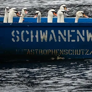 Schwäne sitzen in einem Boot