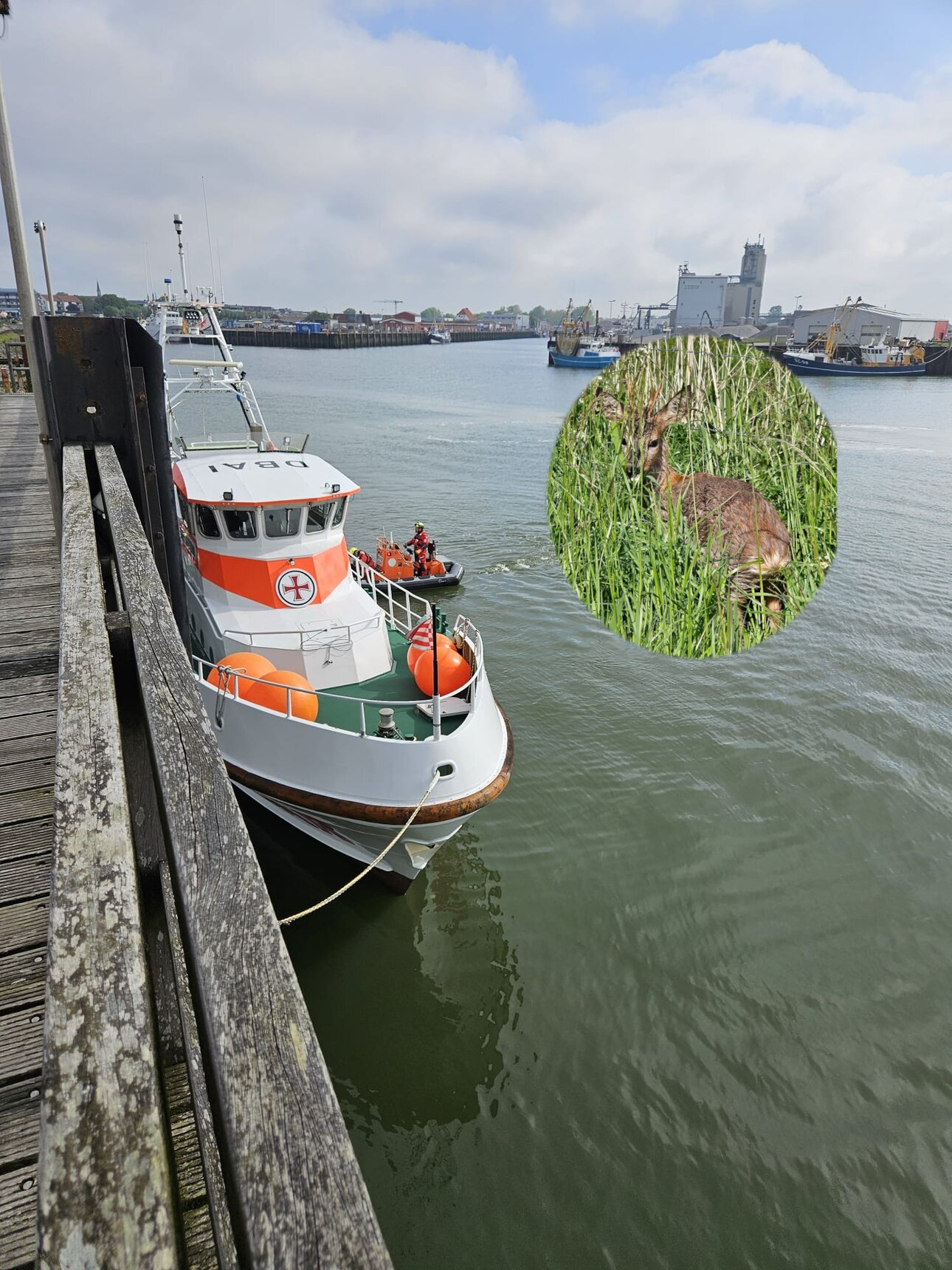 Ein Boot der Seenotrettung und das Reh