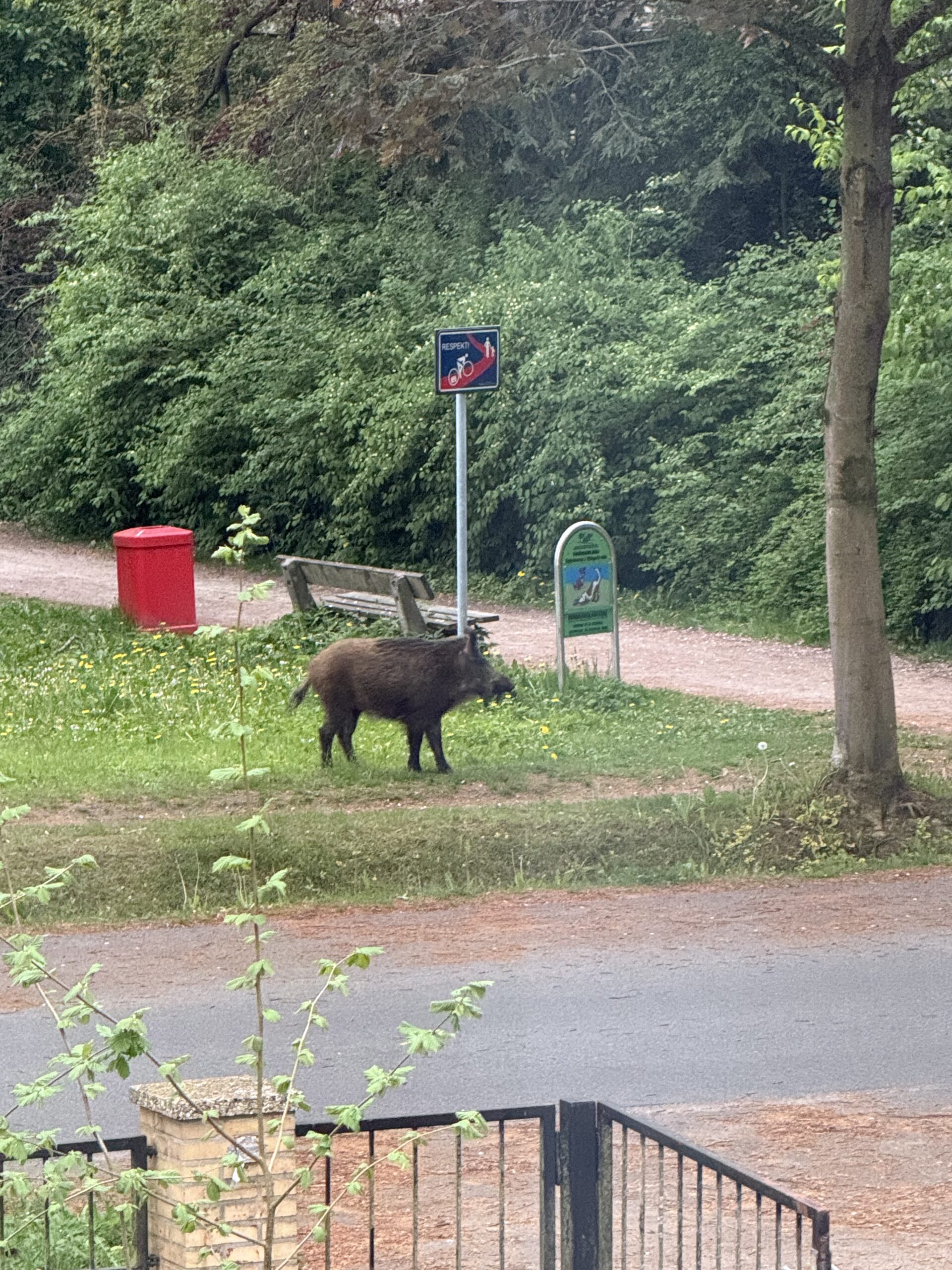 Das Wildschwein in der Nähe der Ringstraße in Meiendorf.