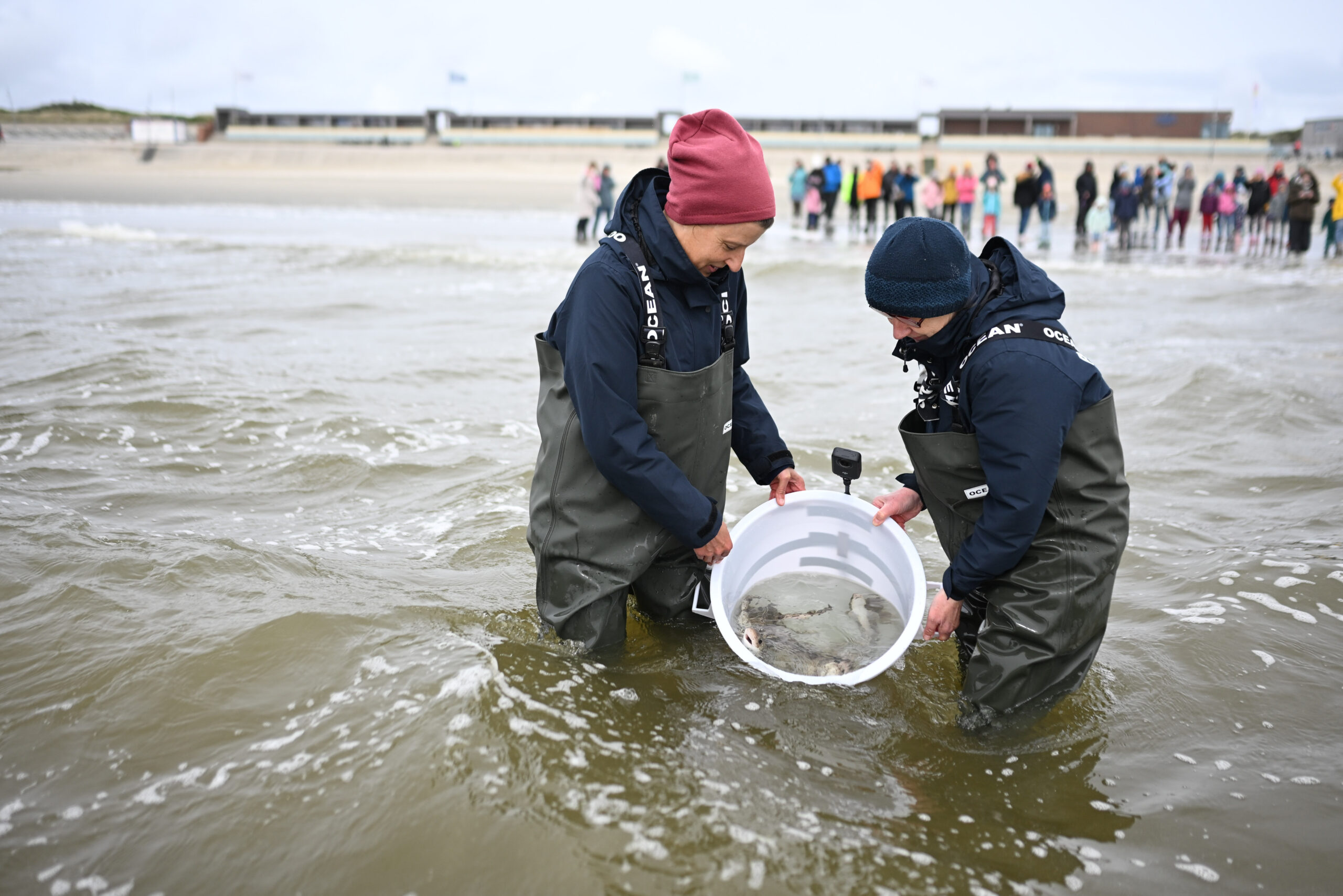 Mini-Katzenhaie werden vor Borkum ausgewildert