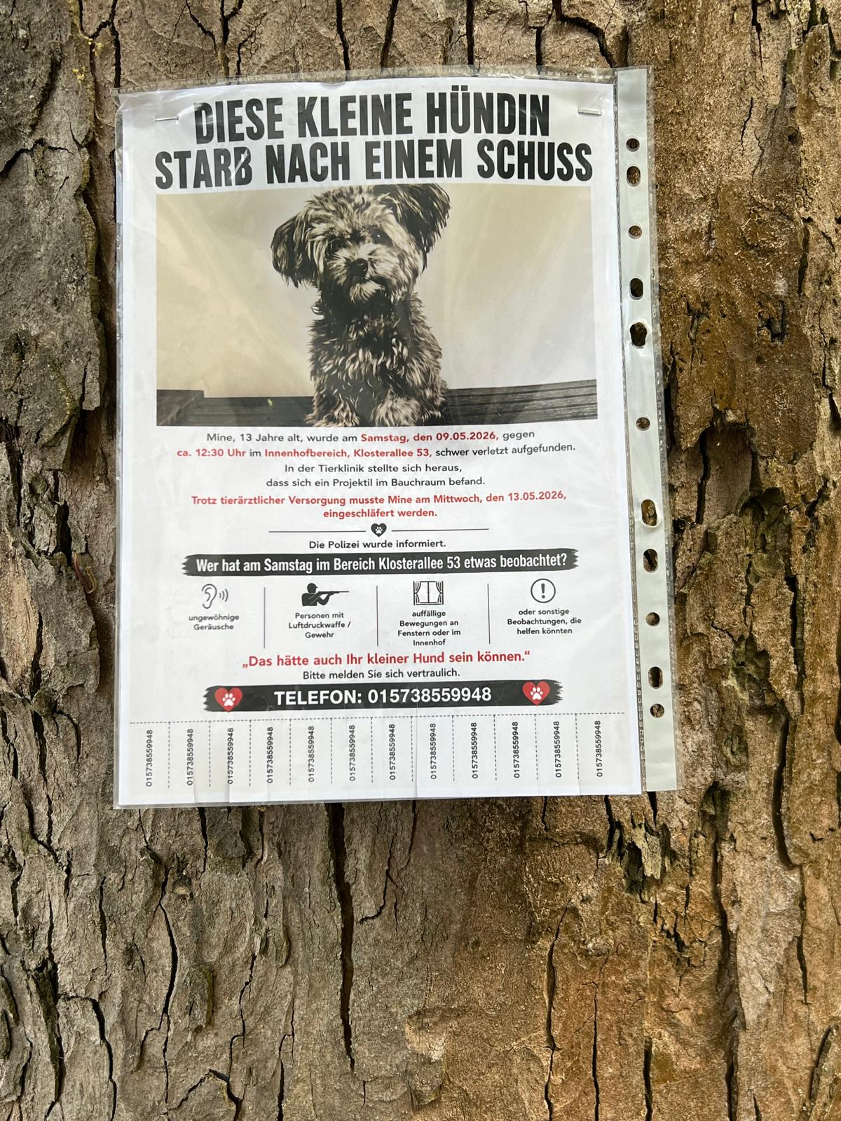 Wer hat Hündin „Mine“ erschossen? Mit diesem Plakat sucht eine Frau aus Hamburg-Harvestehude nach Hinweisen zum Tod ihres Tieres.