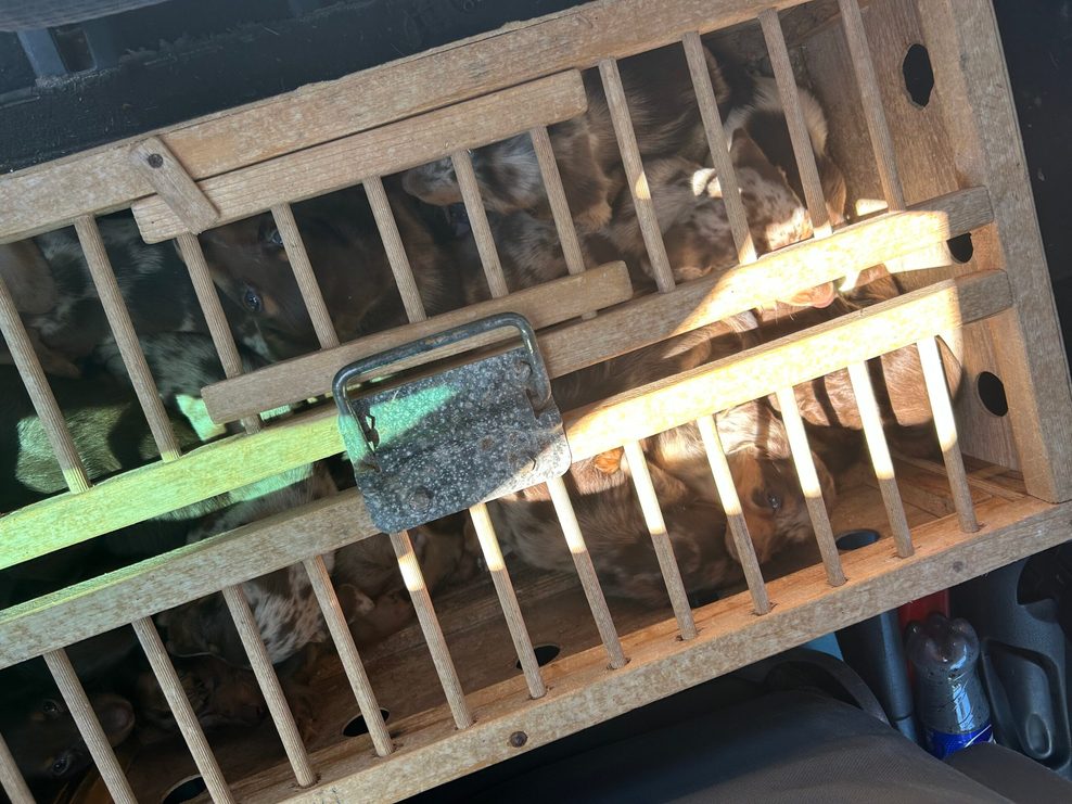 13 der 14 Welpen waren nach Angaben der Amtstierärztin in dieser Box unter „widrigsten Bedingungen zusammengestopft“.